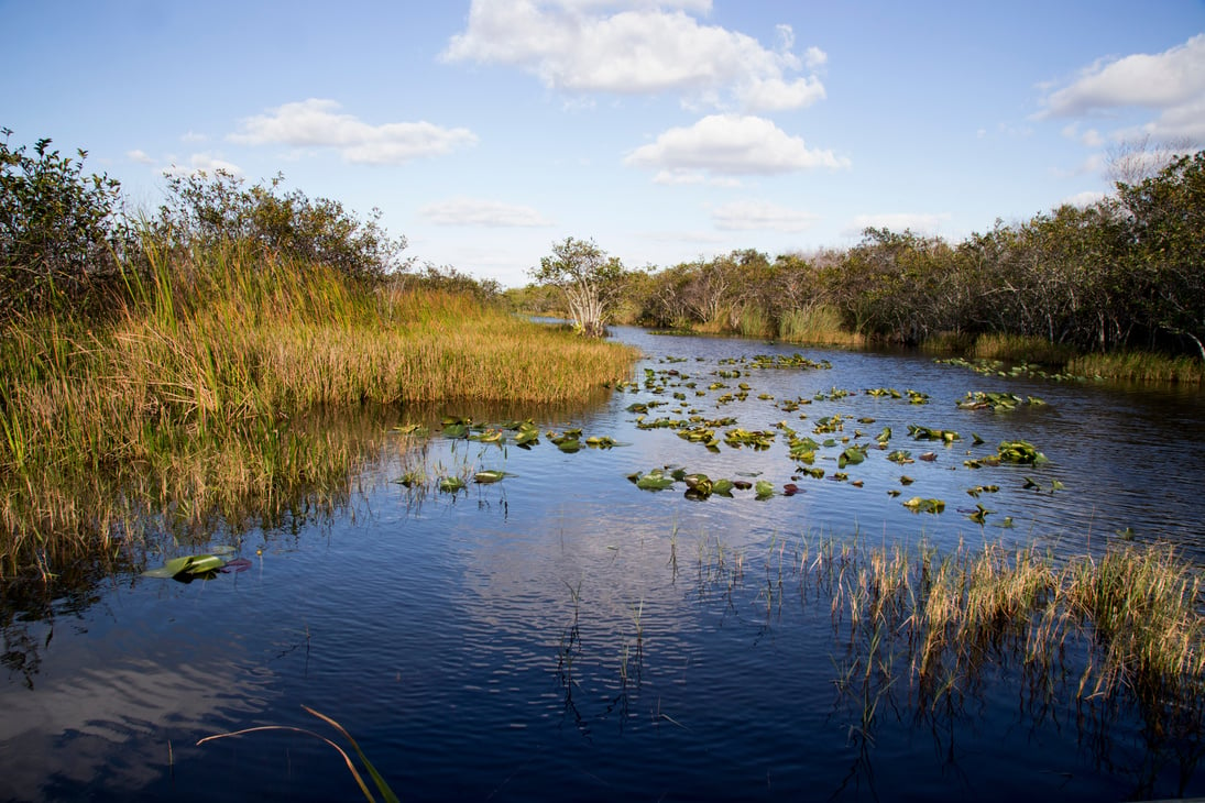 Florida Everglades